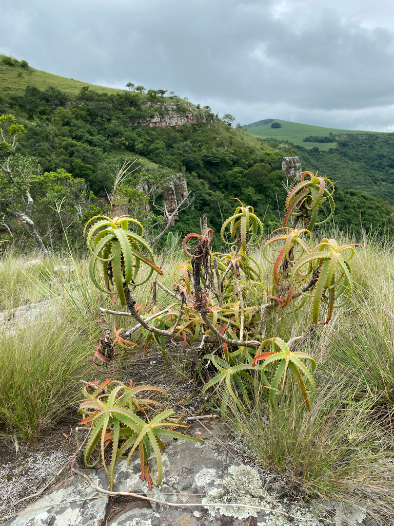Nha đam gỗ – Aloe arborescens