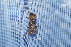 Korscheltellus fusconebulosa