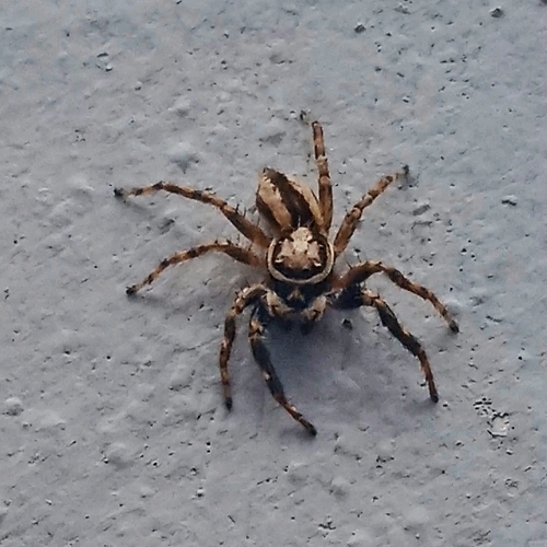 Gray Wall Jumping Spider