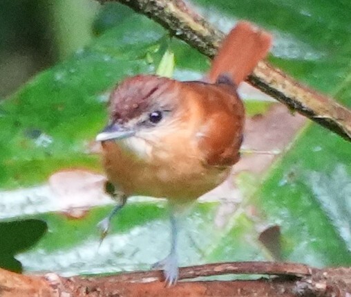 Cinnamon Becard (Pachyramphus cinnamomeus), photo 3