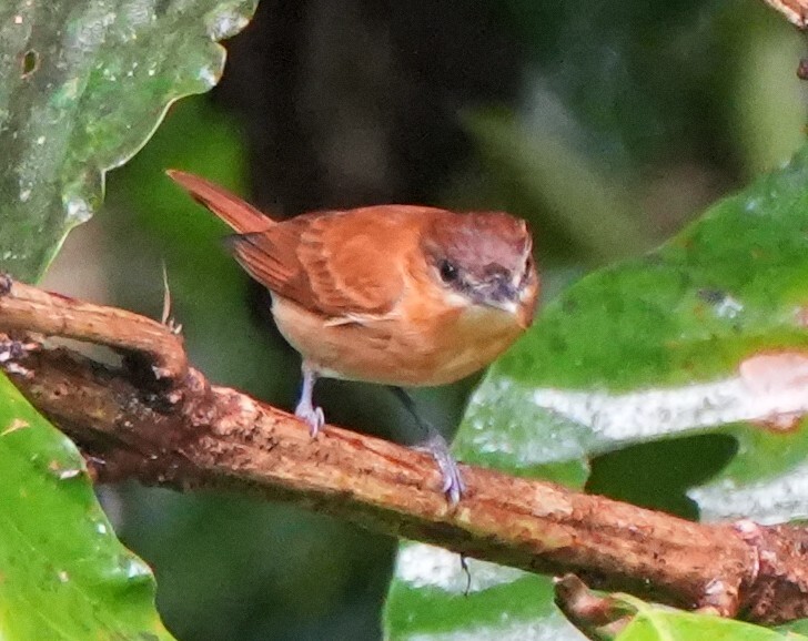 Cinnamon Becard (Pachyramphus cinnamomeus), photo 4