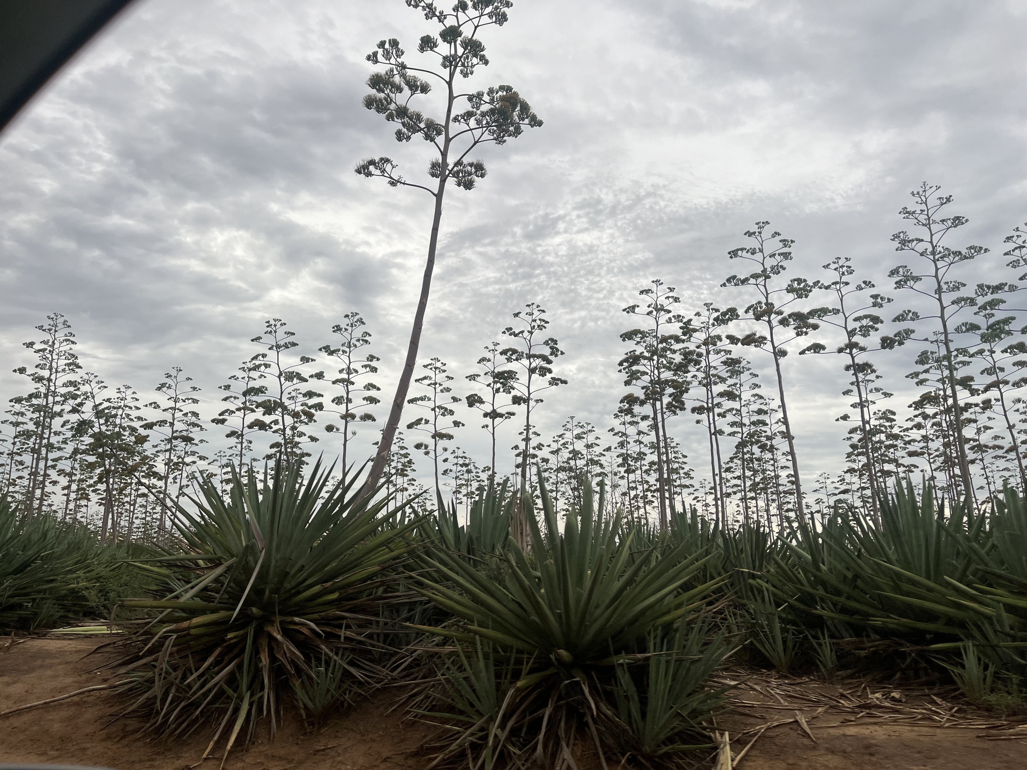 Imagem de Sisal