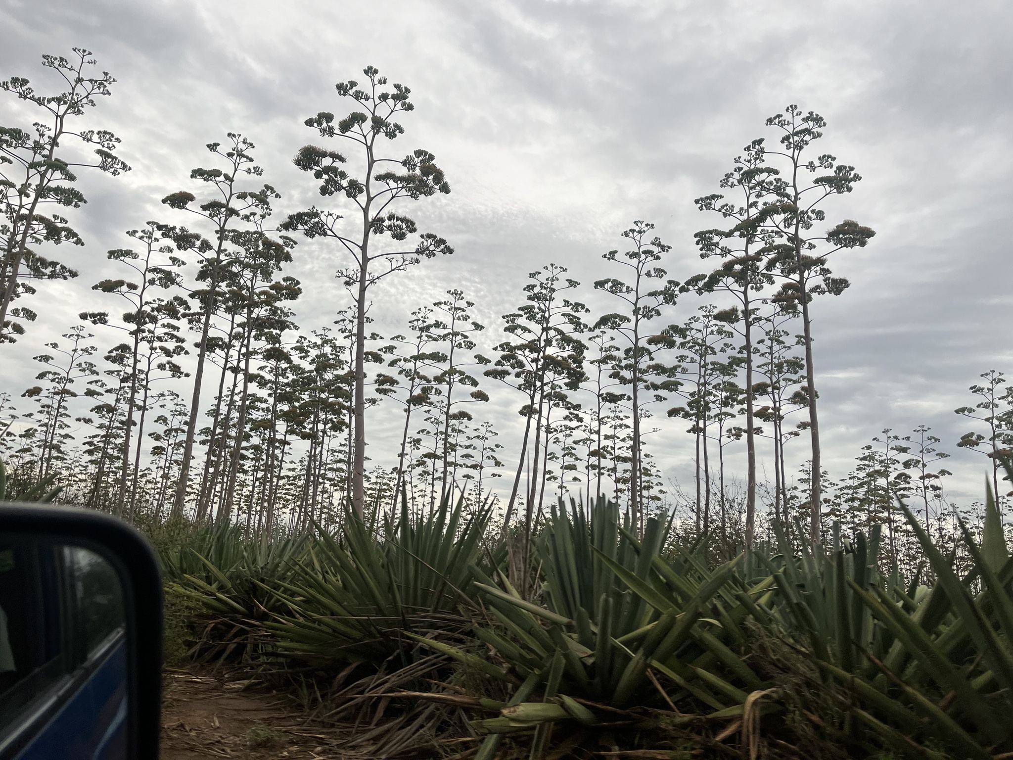 Imagem de Sisal