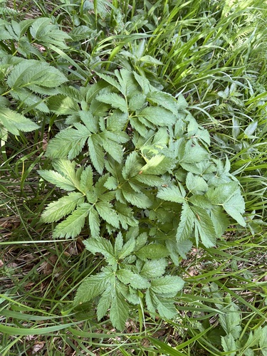 Masterwort (Peucedanum ostruthium)