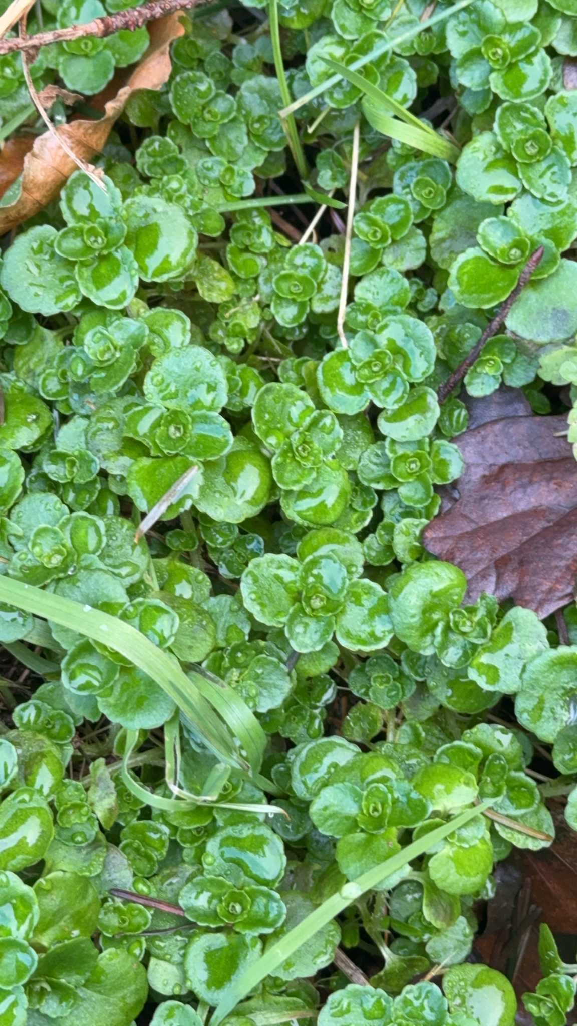 Imagem de Chrysosplenium oppositifolium