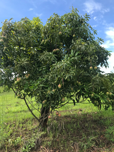 Indian mango