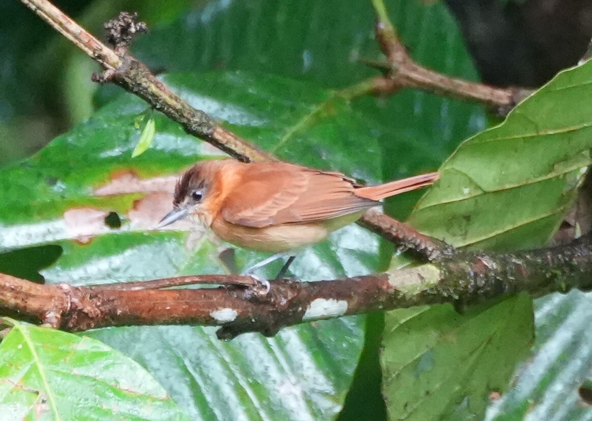 Cinnamon Becard (Pachyramphus cinnamomeus), photo 2