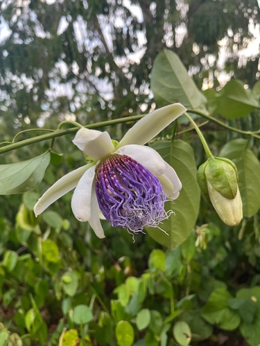 bell apple (Passiflora nitida)
