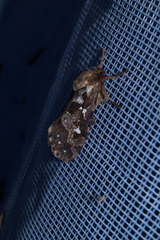 Korscheltellus fusconebulosa