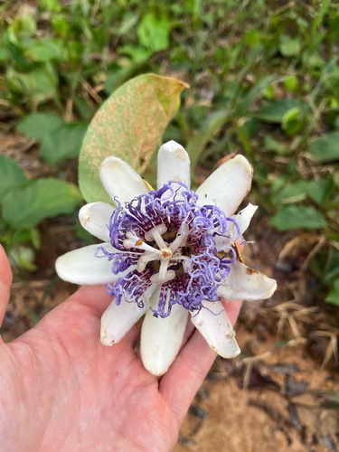 Passiflora nitida, photograph 6