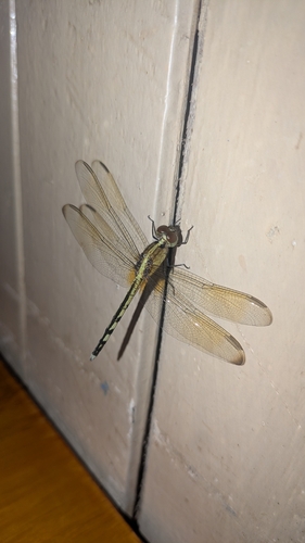 Band-winged Dragonlet