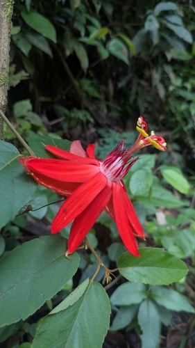 Passiflora miniata