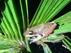 Craugastor talamancae