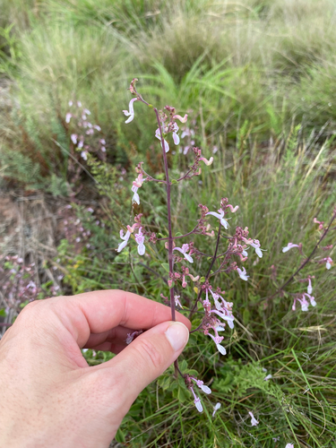 Aeollanthus parvifolius, photograph 6
