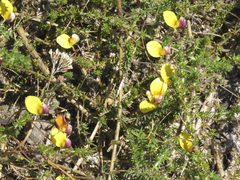 Aspalathus retroflexa bicolor