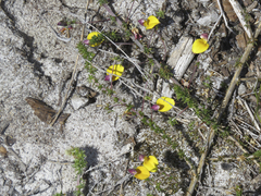 Aspalathus retroflexa bicolor