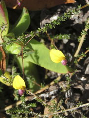 Aspalathus retroflexa bicolor