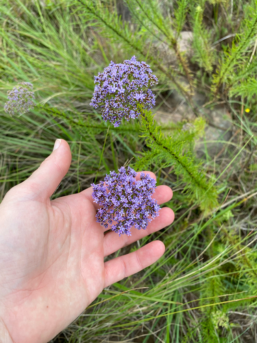 Natal Bluehaze (Tetraselago natalensis)