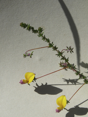 Aspalathus retroflexa bicolor