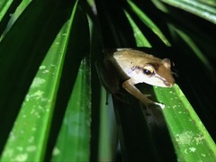 Craugastor talamancae