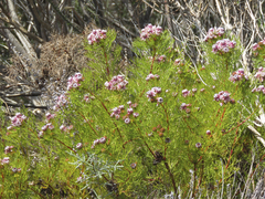 Serruria foeniculacea