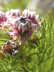 Serruria foeniculacea