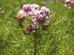 Serruria foeniculacea