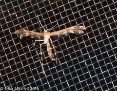 Dejongia lobidactylus