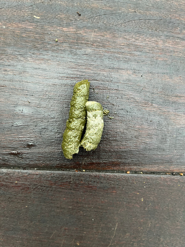 カナダガン
