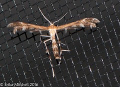 Dejongia lobidactylus