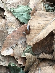 Pycnoscelus surinamensis