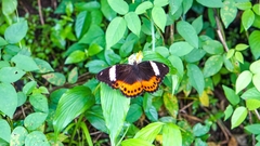 Hypolimnas saundersii