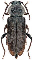 House Longhorn