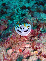 Chromodoris alcalai