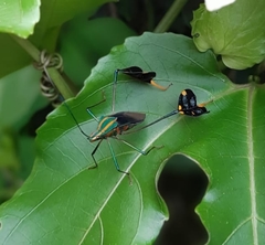 Diactor bilineatus
