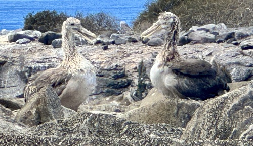 Waved Albatross (Phoebastria irrorata)