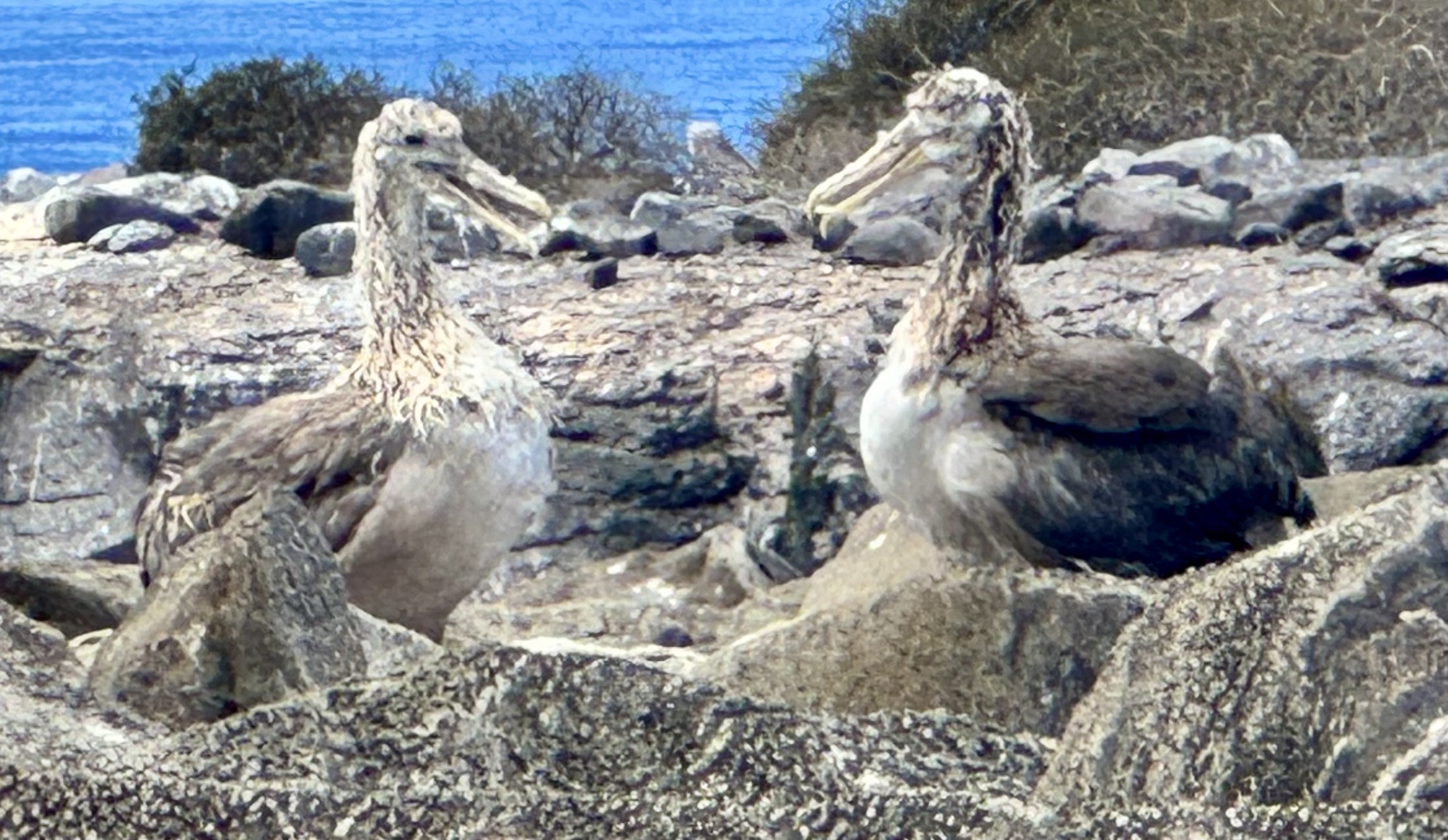 Waved Albatross (Phoebastria irrorata), photo 1