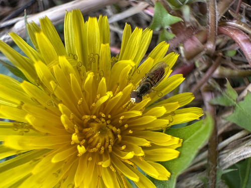 Unknown species found near Katy, TX, US