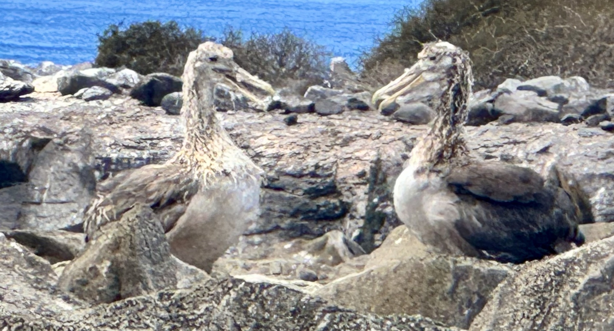 Waved Albatross (Phoebastria irrorata), photo 2