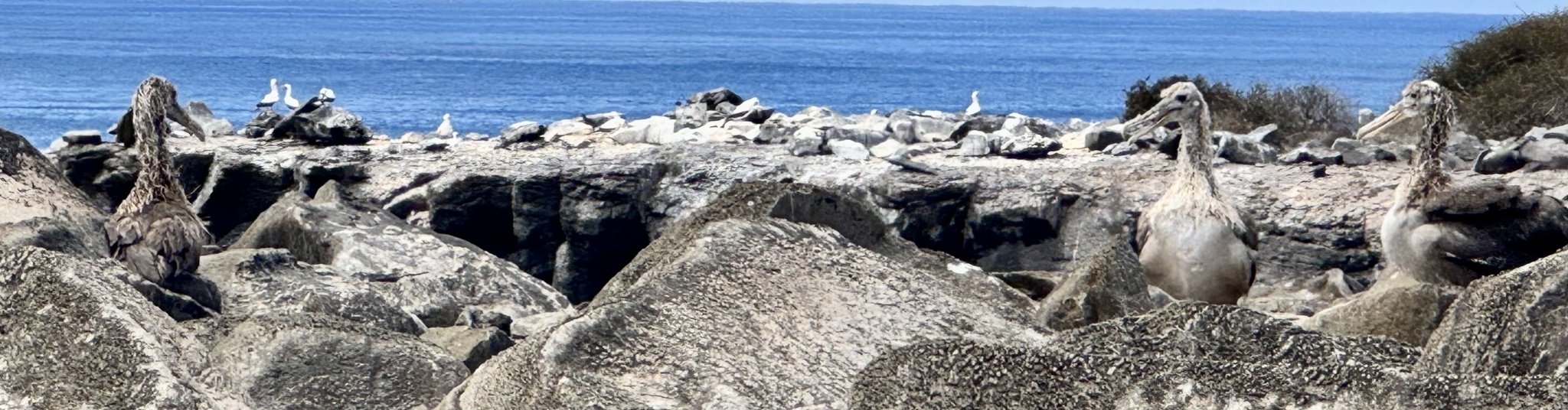 Waved Albatross (Phoebastria irrorata), photo 5