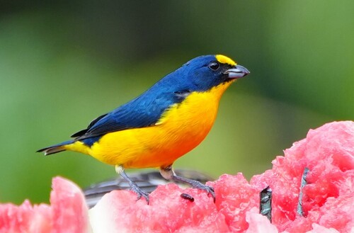 Yellow-throated Euphonia (Euphonia hirundinacea), photo 8