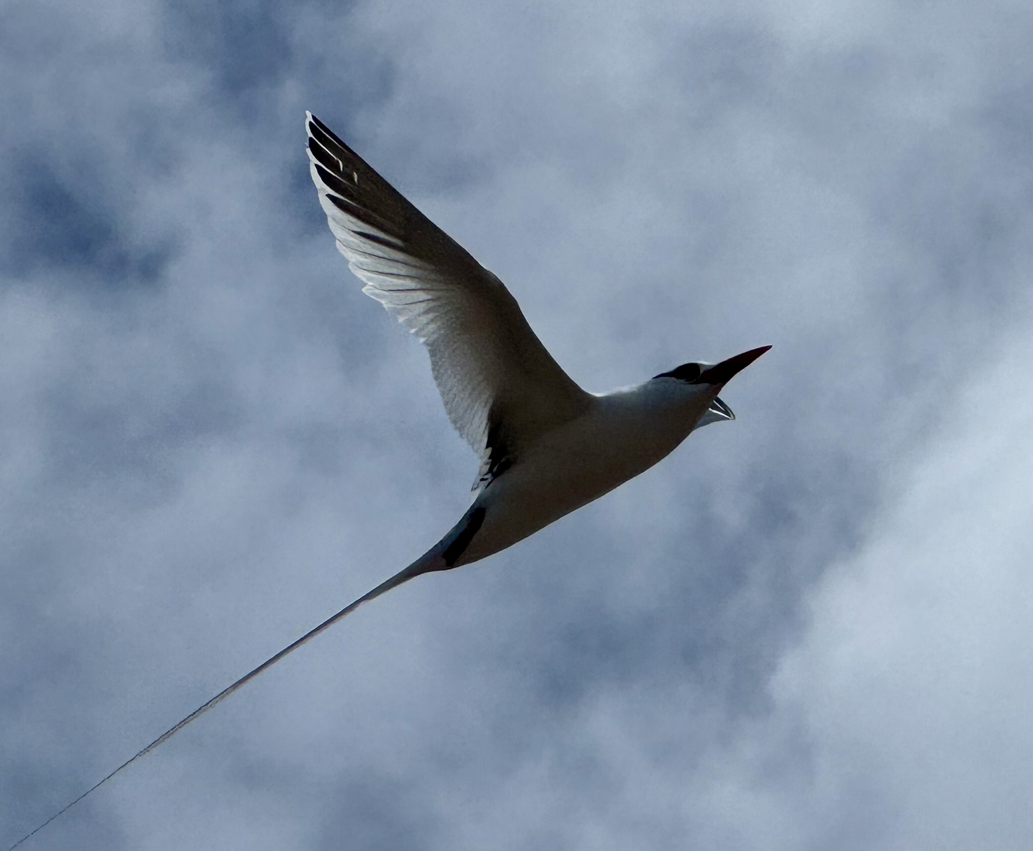 Red-billed Tropicbird (Phaethon aethereus), photo 5