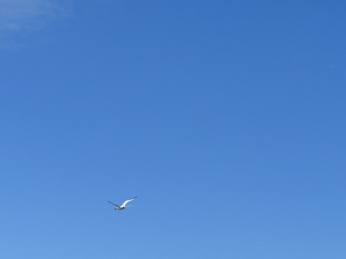 Red-billed Tropicbird (Phaethon aethereus), photo 5