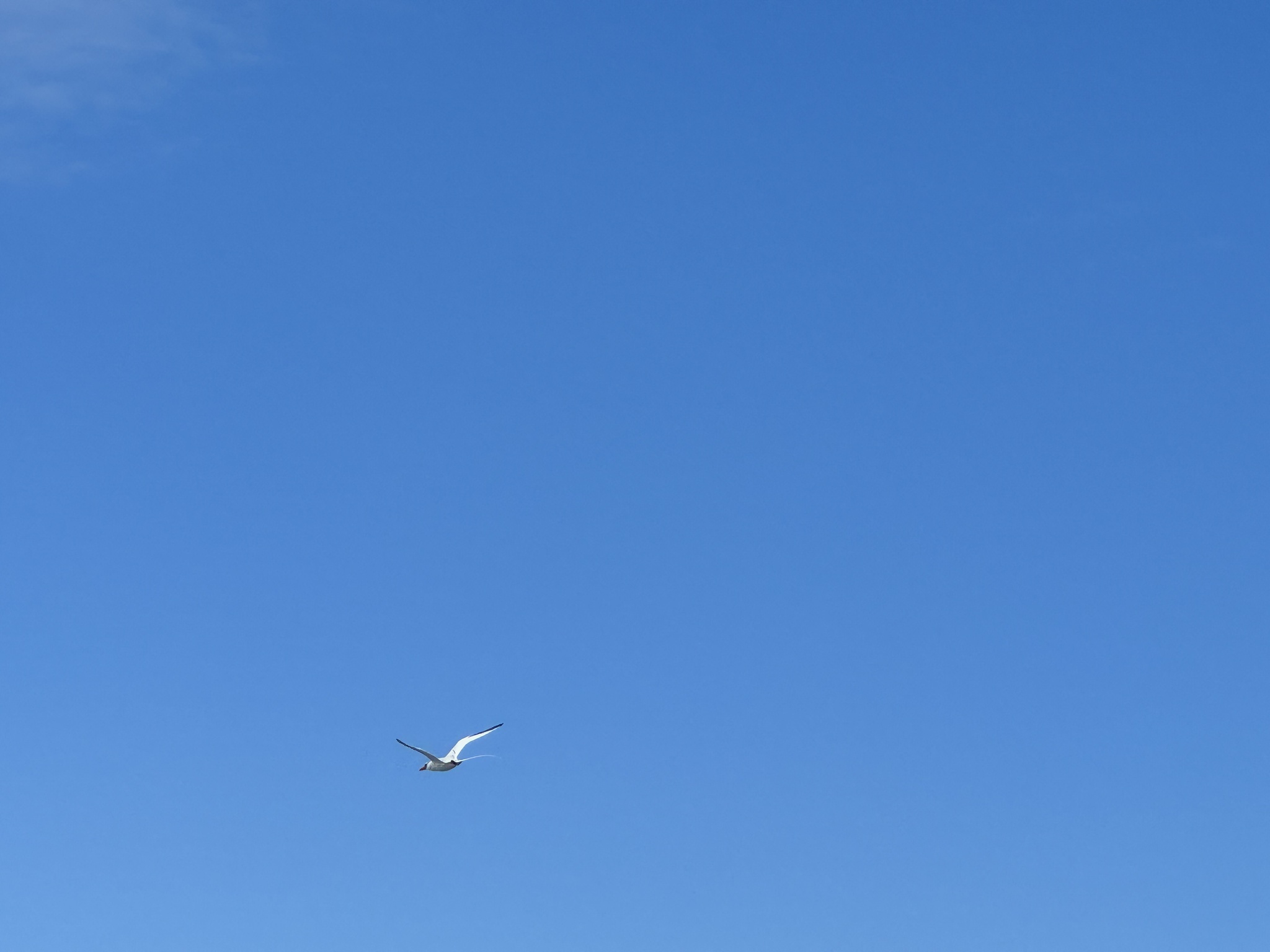 Red-billed Tropicbird (Phaethon aethereus), photo 6
