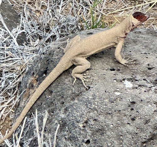Hood Lava Lizard, Microlophus delanonis
