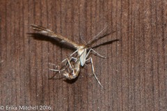 Dejongia lobidactylus