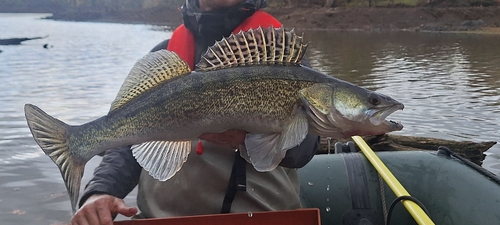 Snoekbaars (Sander lucioperca) — Percidae
