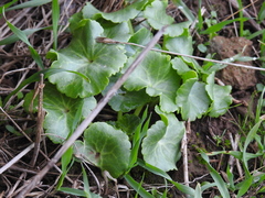 Umbilicus intermedius