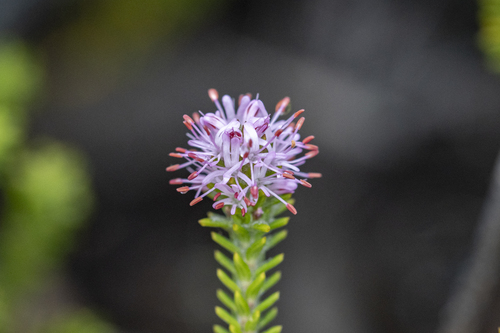 Heath Candlestick (Stilbe ericoides)