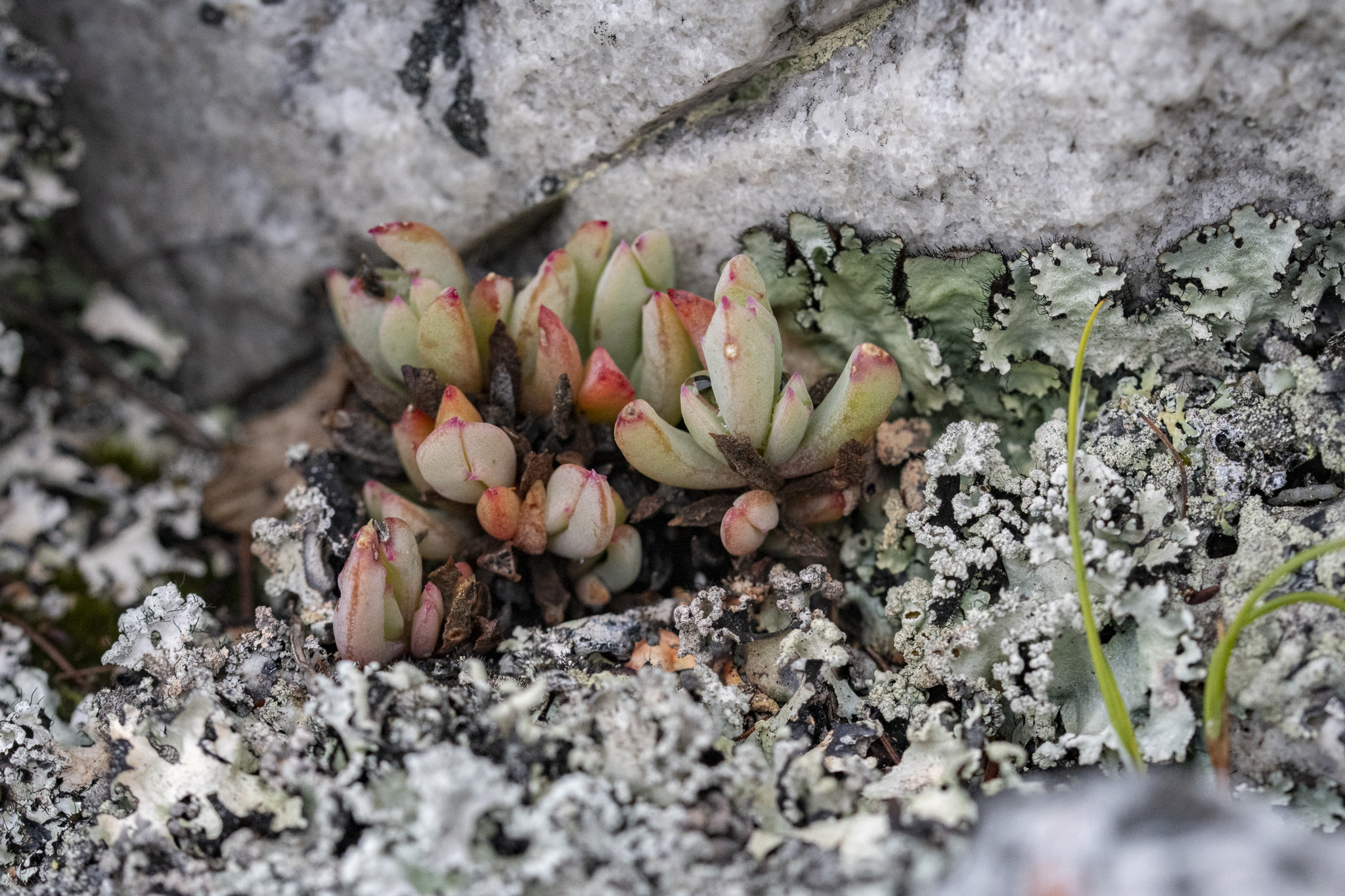 Oscularia muricata (Haw.) Schwantes ex H.Jacobsen